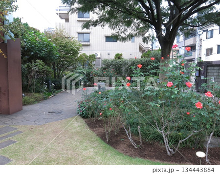 バラの「プリンセス・ミチコ」が咲く品川区のねむの木の庭 バラの「プリンセス・ミチコ」が咲く品川区のねむの木の庭 134443884