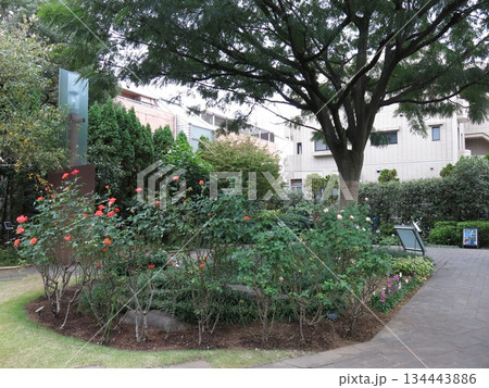 品川区のねむの木の庭（ネムノキ・バラ「プリンセスミチコ」） 134443886