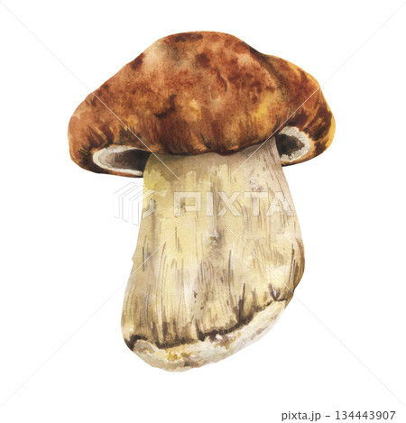 Boletus mushroom watercolor illustration 134443907