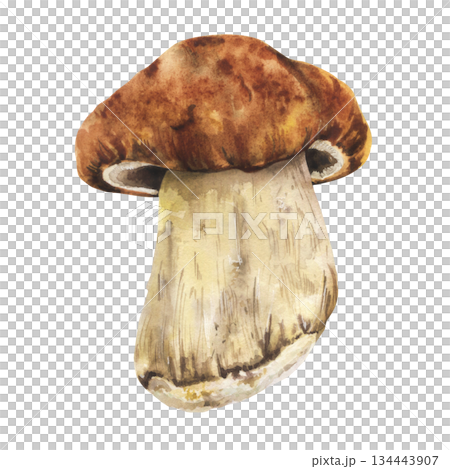 Boletus mushroom watercolor illustration 134443907
