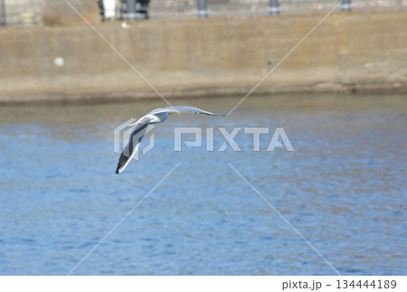 低空を飛ぶ鳥 低空を飛ぶ鳥 134444189