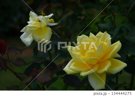 花の女王 花の女王 134444275