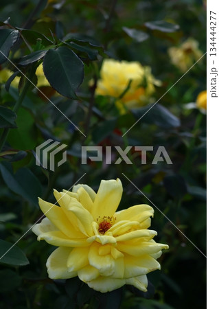 花の女王 花の女王 134444277
