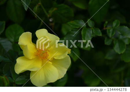 花の女王 花の女王 134444278