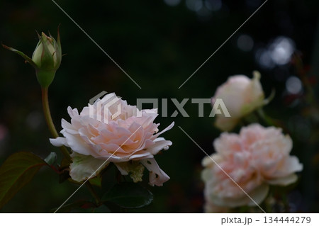 花の女王 134444279
