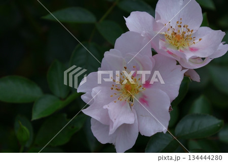 花の女王 花の女王 134444280
