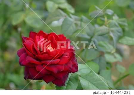 花の女王 134444283