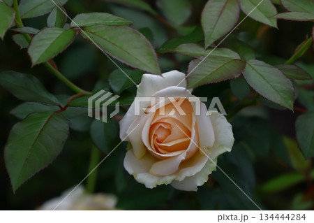 花の女王 花の女王 134444284