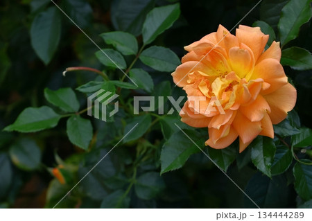 花の女王 134444289