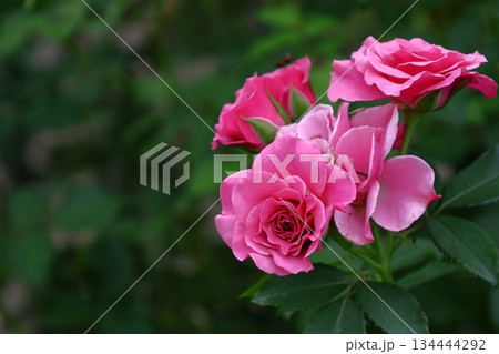 花の女王 134444292