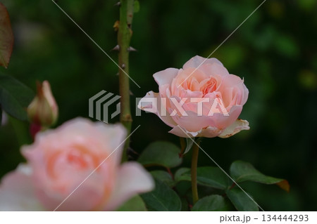 花の女王 花の女王 134444293
