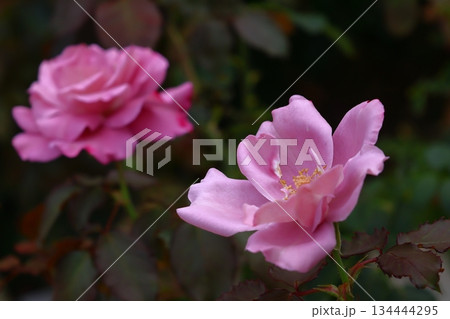 花の女王 花の女王 134444295