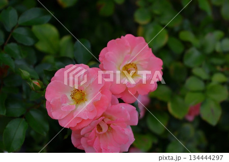 花の女王 花の女王 134444297