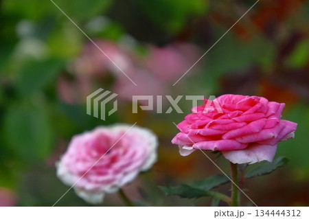 花の女王 134444312