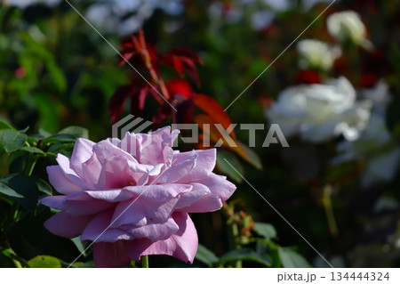 花の女王 花の女王 134444324