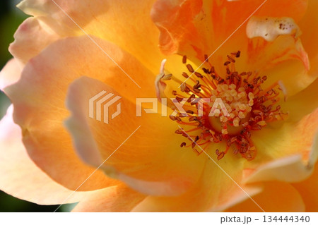 花の女王 花の女王 134444340