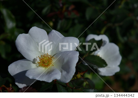 花の女王 花の女王 134444342
