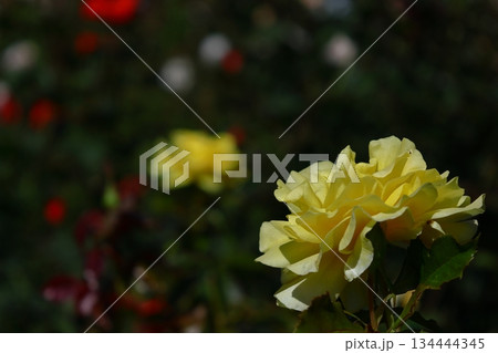 花の女王 花の女王 134444345