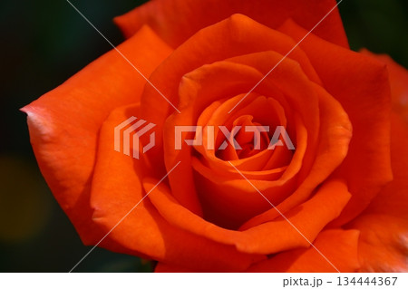 花の女王 花の女王 134444367