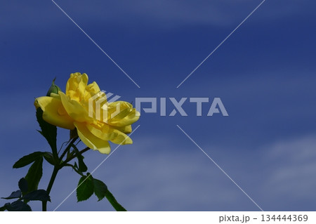 花の女王 134444369