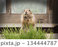 A prairie dogs is eating grass in the enclosure. 134444787
