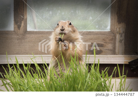 A prairie dogs is eating grass in the enclosure. 134444787