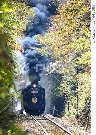 SLやまぐち号 紅葉映える 逆篠目 空転爆煙 SLやまぐち号 紅葉映える 逆篠目 空転爆煙 134445009