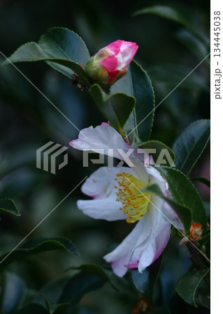 寒さの中で咲き誇る 寒さの中で咲き誇る 134445038