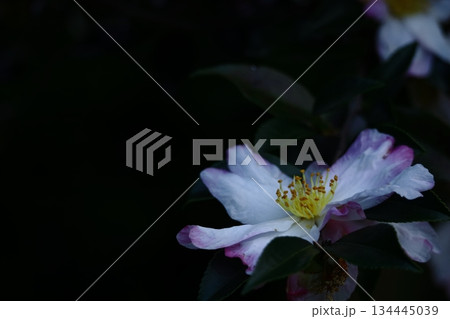 寒さの中で咲き誇る 134445039