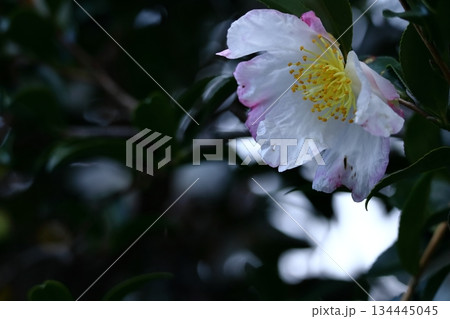 寒さの中で咲き誇る 134445045