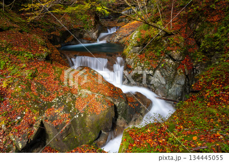 山梨県山梨市三富川浦　笛吹川の上流に位置する西沢渓谷のハイキングコースからの紅葉の三重の滝 134445055