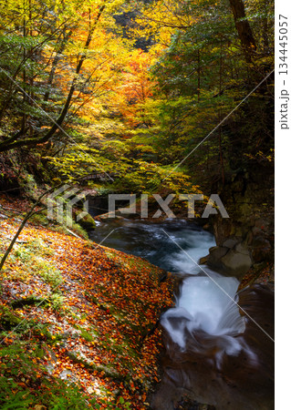山梨県山梨市三富川浦　笛吹川の上流に位置する西沢渓谷のハイキングコースからの紅葉の三重の滝 134445057