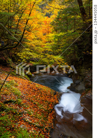 山梨県山梨市三富川浦　笛吹川の上流に位置する西沢渓谷のハイキングコースからの紅葉の三重の滝 134445058