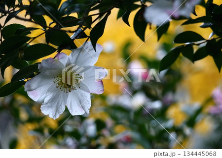 寒さの中で咲き誇る 134445068