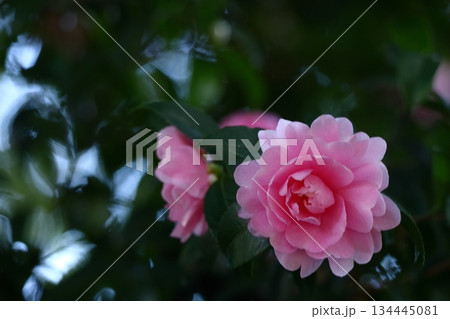 寒さの中で咲き誇る 134445081