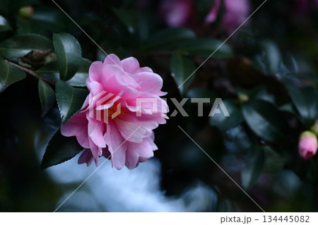 寒さの中で咲き誇る 134445082