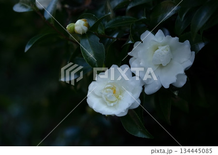 寒さの中で咲き誇る 134445085