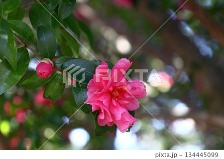 寒さの中で咲き誇る 134445099