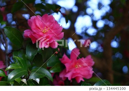 寒さの中で咲き誇る 寒さの中で咲き誇る 134445100