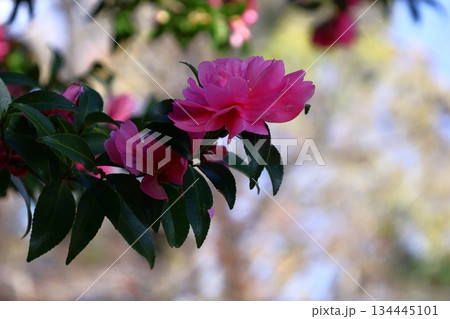 寒さの中で咲き誇る 134445101