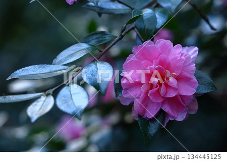 寒さの中で咲き誇る 134445125