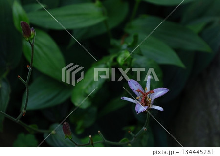 格式高い気品ある花姿 134445281