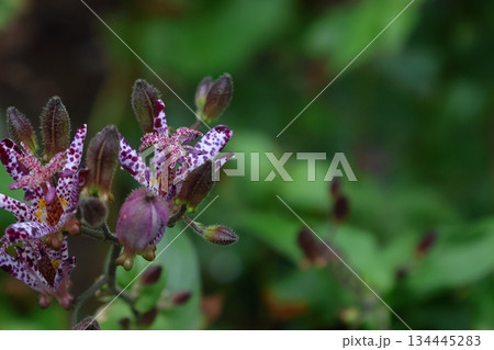 格式高い気品ある花姿 格式高い気品ある花姿 134445283