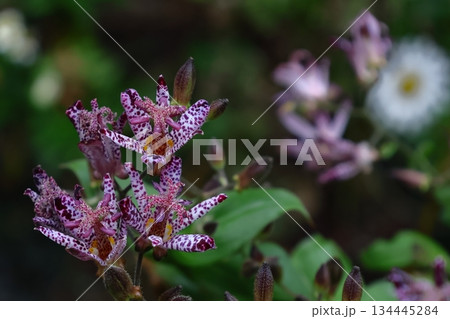 格式高い気品ある花姿 134445284