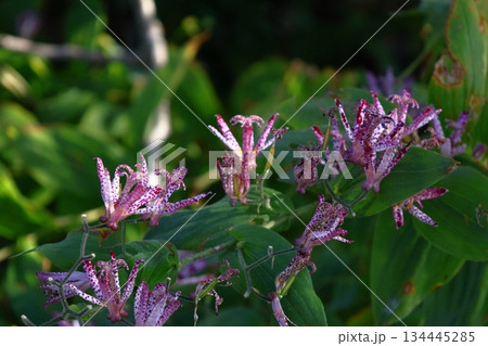 格式高い気品ある花姿 134445285