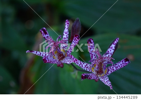 格式高い気品ある花姿 134445289