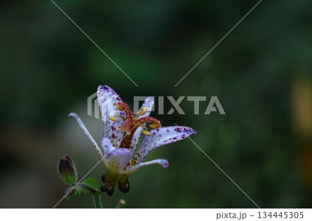 格式高い気品ある花姿 格式高い気品ある花姿 134445305