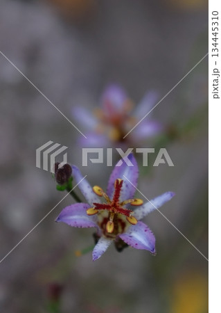 格式高い気品ある花姿 134445310