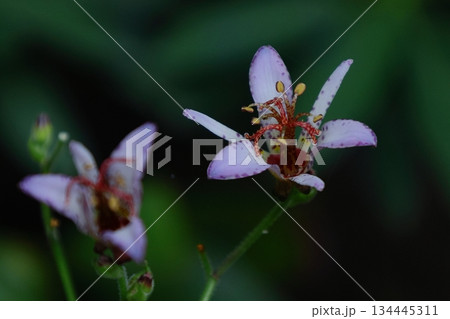 格式高い気品ある花姿 格式高い気品ある花姿 134445311