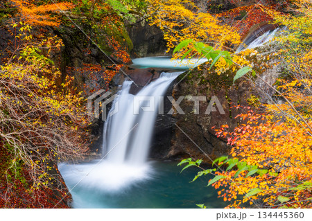 山梨県山梨市三富川浦　笛吹川の上流に位置する西沢渓谷のハイキングコースからの紅葉の竜神の滝 134445360